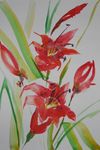Nach Japan  42x30  Aquarell,Tusche (4)